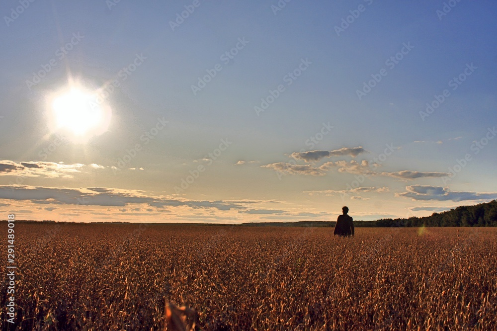 silhouette of man on wheat field at sunset silhouette of man on wheat field at sunset