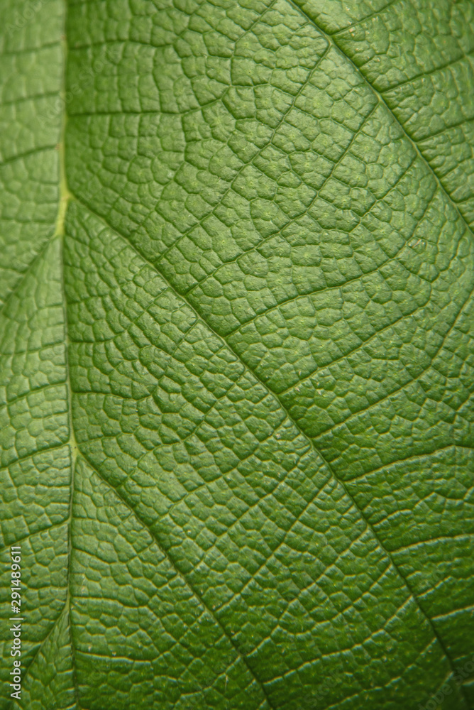 Tree green leaf close up, macro texture Tree green leaf close up, macro texture
