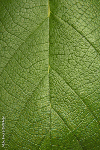 Tree green leaf close up, macro texture