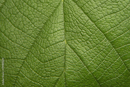 Tree green leaf close up, macro texture