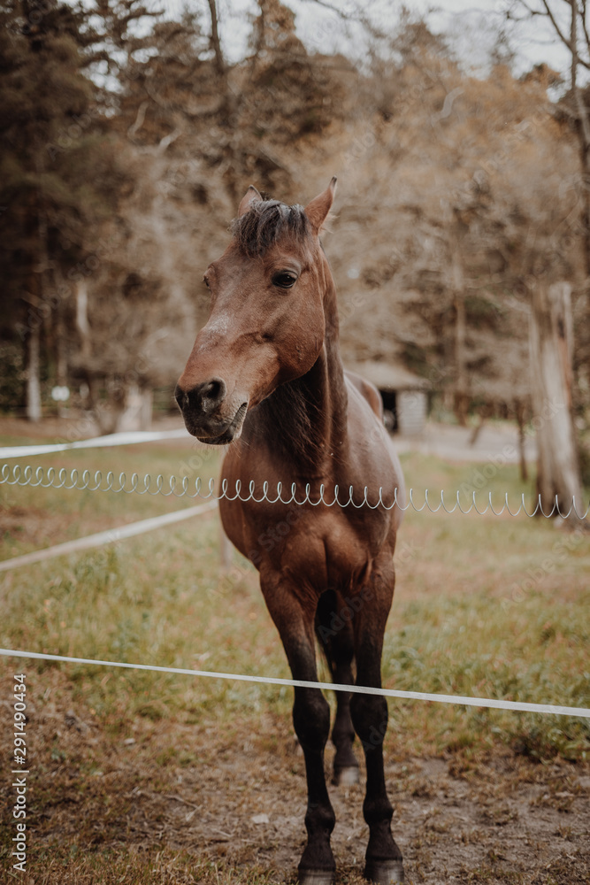 Fototapeta premium Brown horse waiting on a field