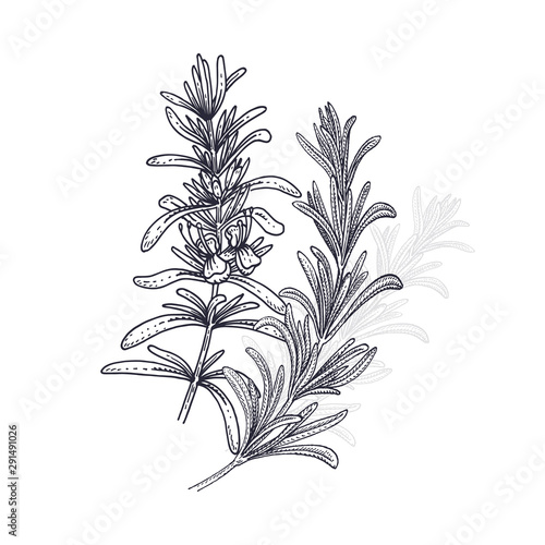 Rosemary. Illustration of garden fragrant herbs. Spice for flavouring food.
