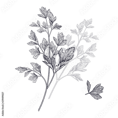 Illustration of garden fragrant herbs. Parsley.