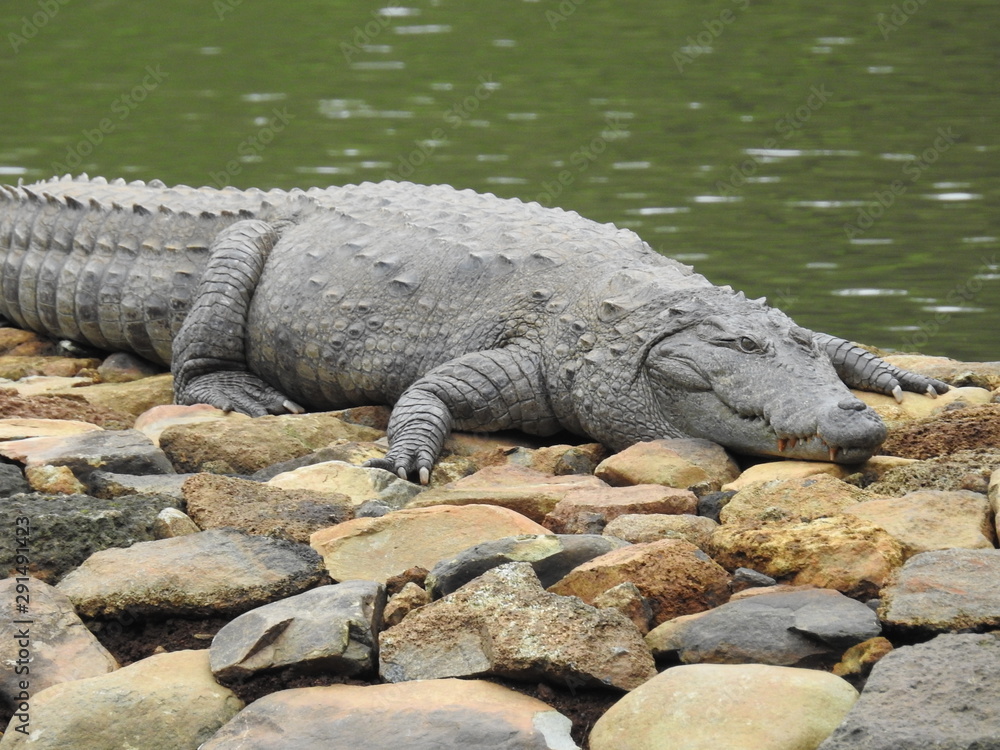 Fototapeta premium Crocodile