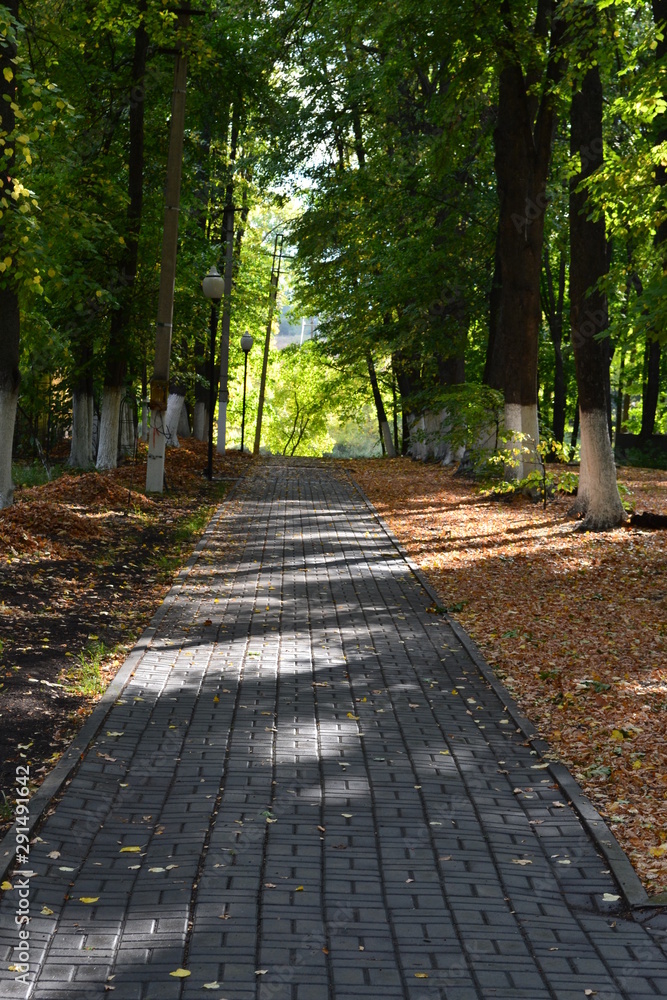 Path in the park Vertical Photography Path in the park Vertical Photography