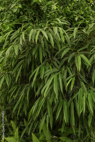 Green leaves background  tropical tree