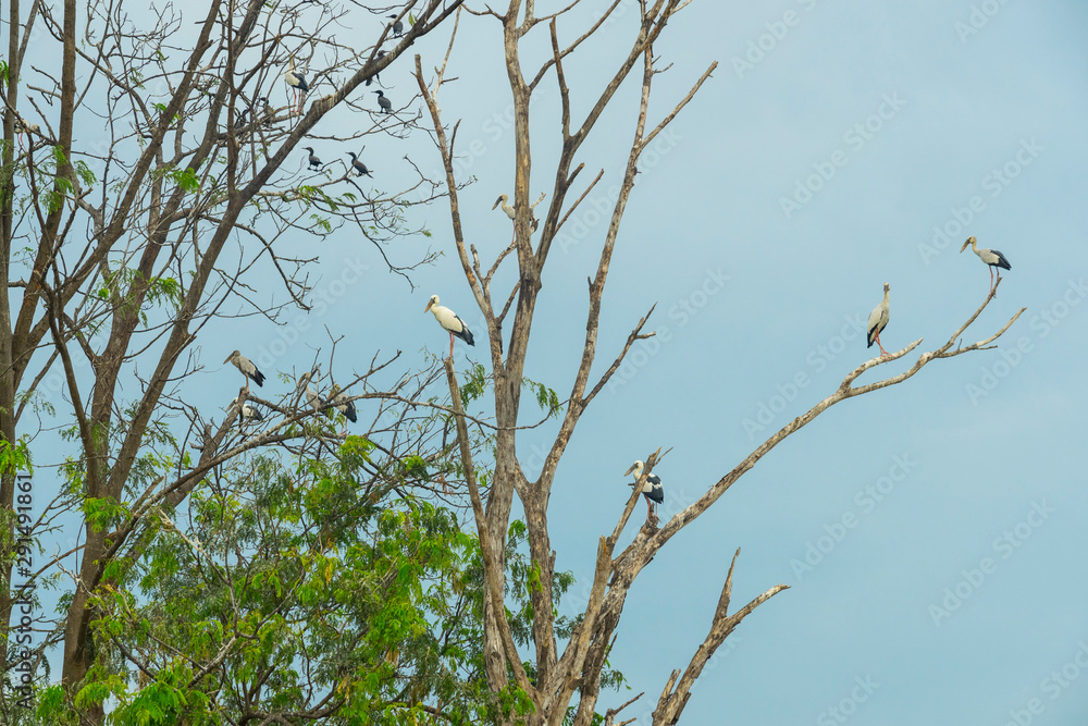 Obraz premium Group of birds nesting on top of the tree in Bueng Boraphet Lake in Nakhorn Sawan, Thailand