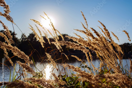 spikelets of ripe reed on the river against the background of water