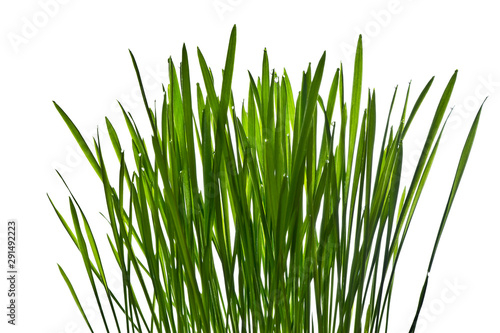 Green grass with dew isolated on white background