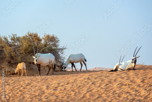 Canvas Print Herd of Arabian oryx, also called white oryx (Oryx leucoryx) in the desert near