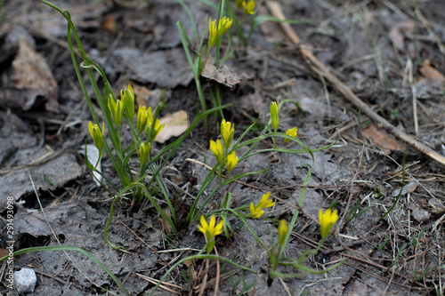 yellow flowers in the forest