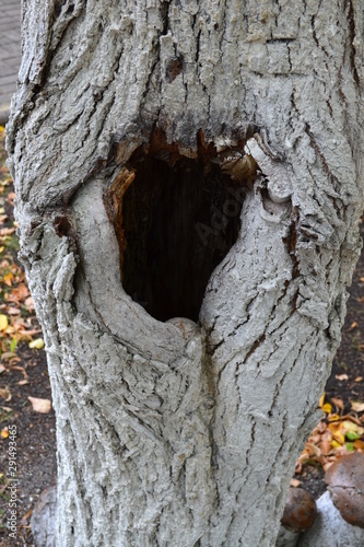 Hollow in a tree Vertical Photography