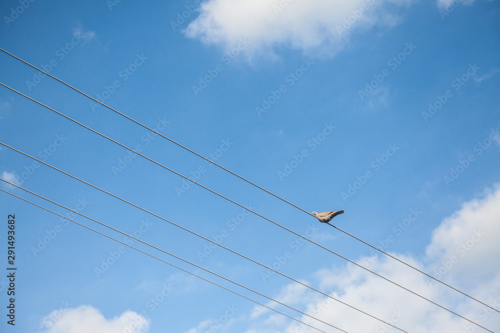 Fototapeta premium European Turtle Dove, also called streptopelia turtur, sitting and standing on an electrical powerline cable. The turtle dove is one of the most iconic birds in Europe