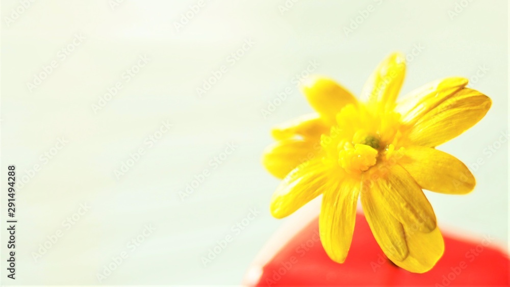 Fototapeta premium small yellow wild flower in red vase, macro photo, selective focus