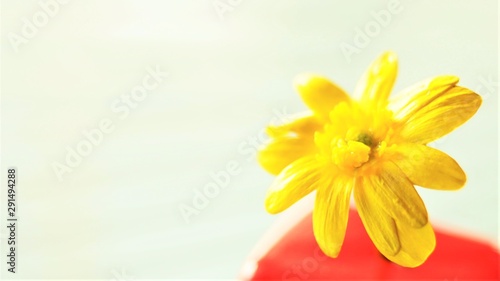 small yellow wild flower in red vase, macro photo, selective focus photo