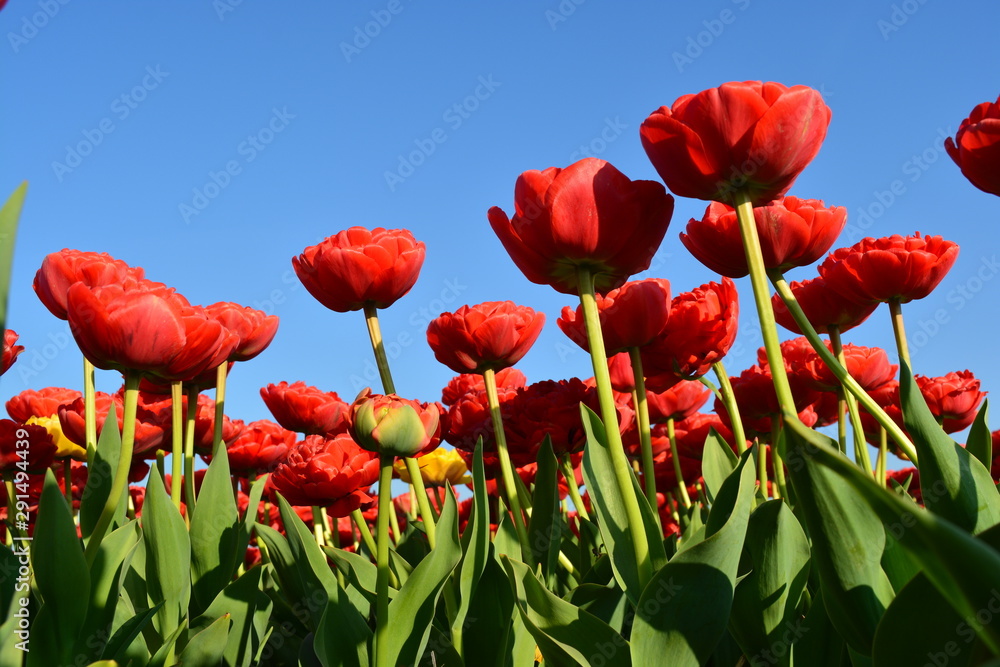 A shot underneath of red tulips in a field in Holland