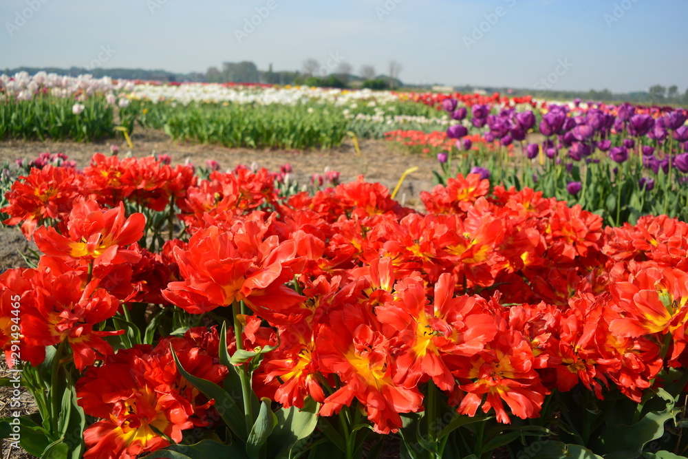 A field of red tulips with some white and purple tulips in the background in Holland