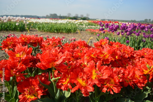 A field of red tulips with some white and purple tulips in the background in Holland © Yadag