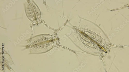 The zooplankton and plankton of the Black Sea under a microscope, Cladocera Penilia avirostris, can be said to be the only marine daphnia that feeds by filtration, the Sididae family, is an important photo