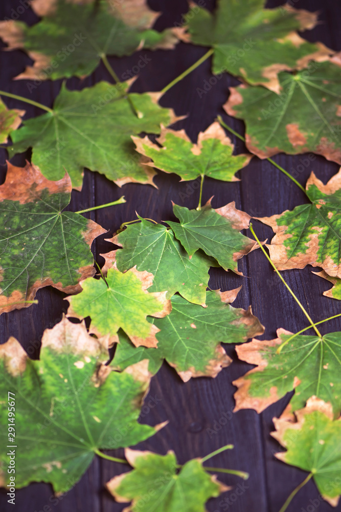 background autumn tree leaves on dark wooden background autumn tree leaves on dark wooden