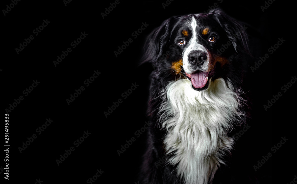 Adult male bernese mountain dog on dark black background with copy space for your text