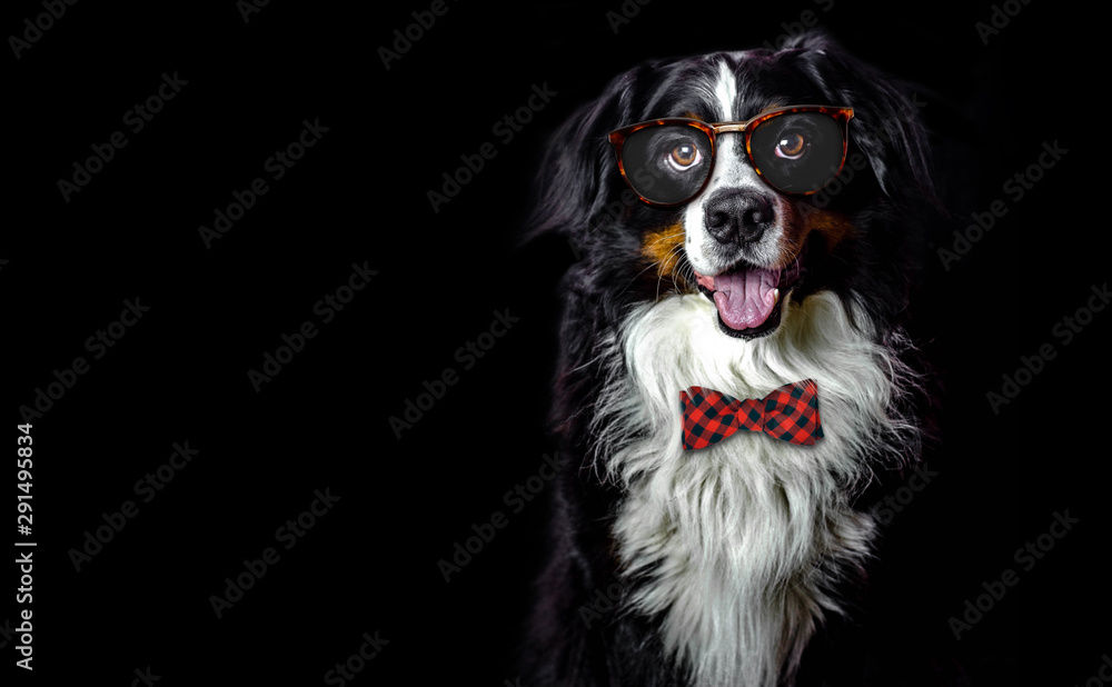 adult male bernese mountain dog in classy glasses and red bow tie on dark black background
