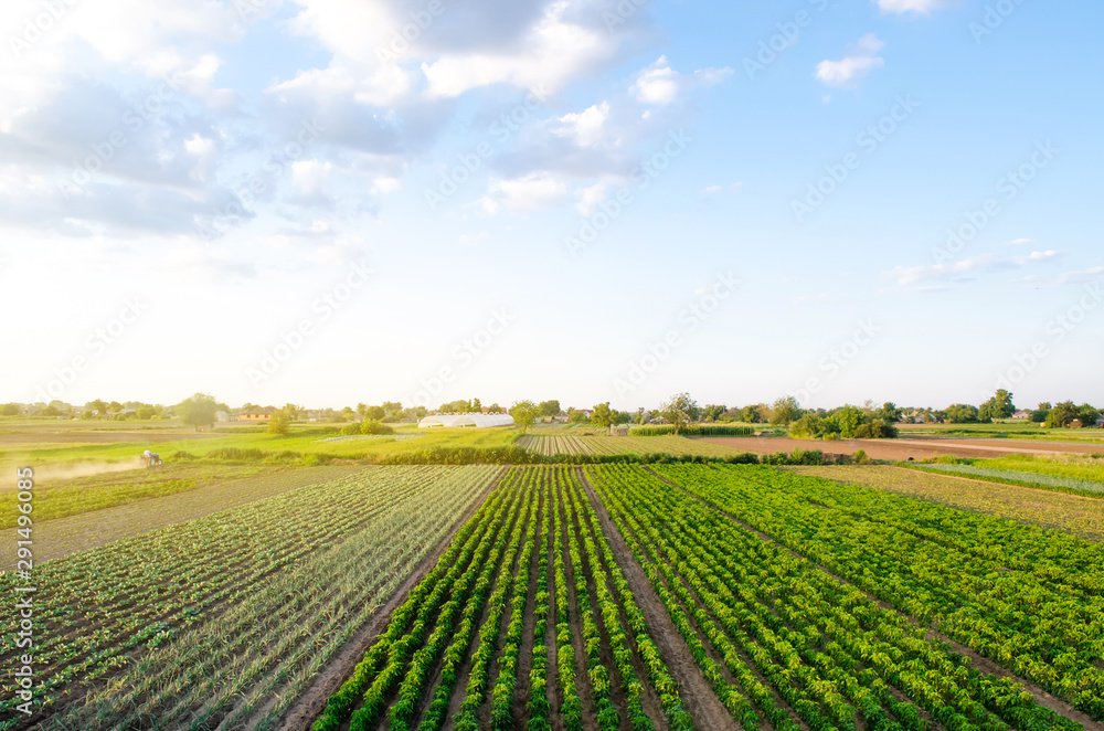 Rows / plantation of young pepper on a farm on a sunny day. Growing organic vegetables. Eco-friendly products. Agriculture land and farming. Agro business. Ukraine, Kherson region. Selective focus