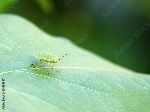 beetle on a leaf close up