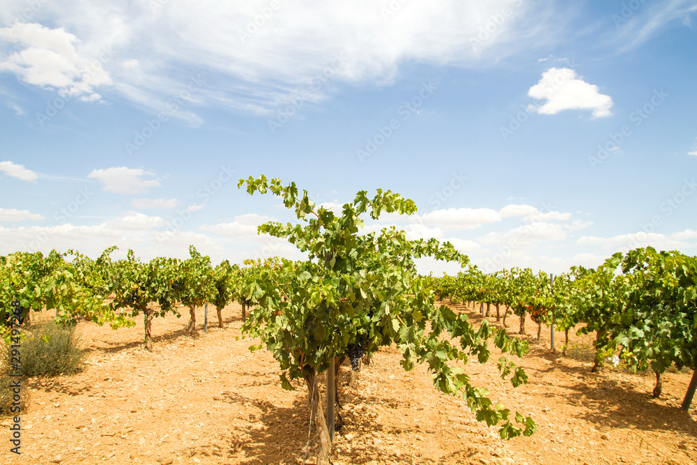 Vineyard in La Mancha, Spain