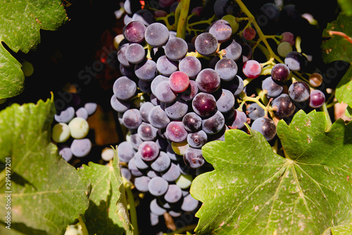 Bunch of red grapes growing in the vine photo