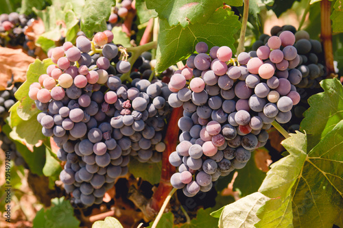 red grapes growing in a vineyard photo