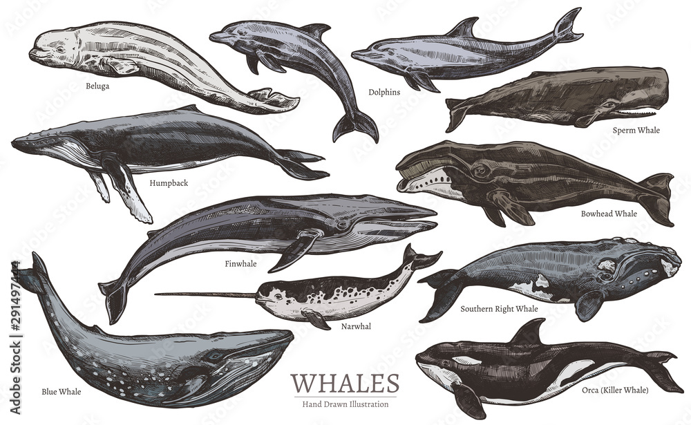 Whales color sketch set. Big collection of different hand drawn whales ...