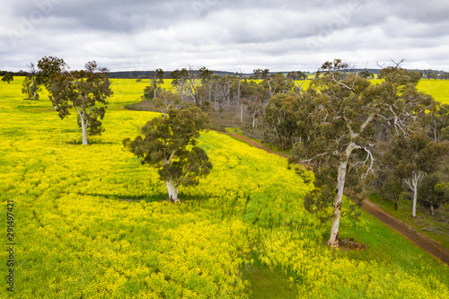 Trees in canola field in Toodyay, Western Australia