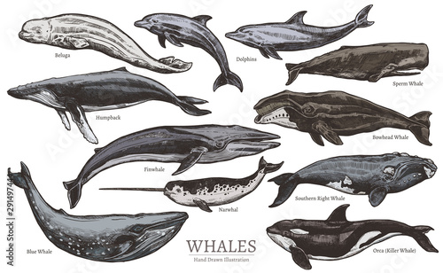 Whales color sketch set. Big collection of different hand drawn whales and dolphins in engraving style. Zoological illustration of ocean mammals photo