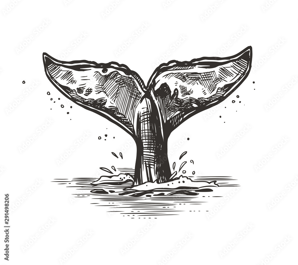 Hand drawn vector whale tail. Sketch illustration เวกเตอร์สต็อก Adobe