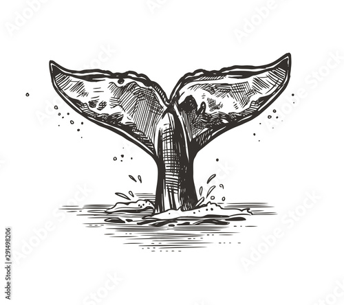 Hand drawn vector whale tail. Sketch illustration