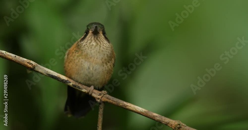 Feeding scene with Speckled Hummingbird. Bird from Ecuador tropical forest. Exotic bird with flower in the forest. Hummingbird drinking nectar from pink flower.  photo