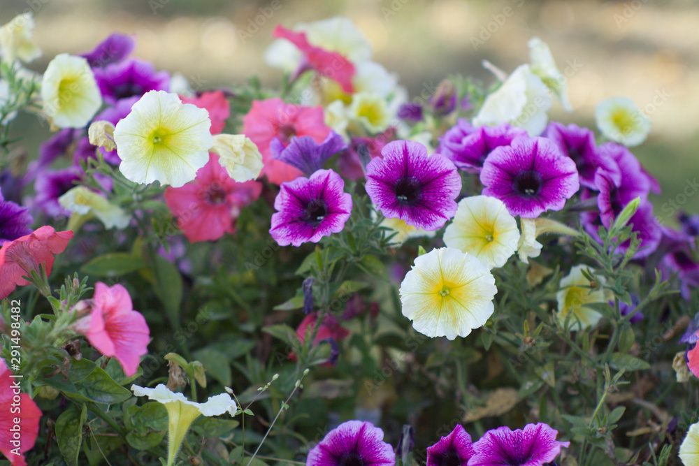 colorful flower bush colorful flower bush