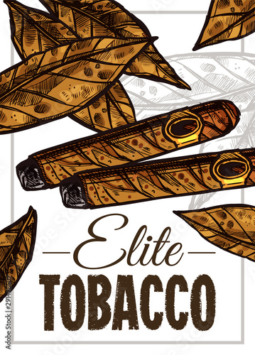 Vector color hand drawn poster with sketch cuban cigars and tobacco leaves. Template of design about smoking