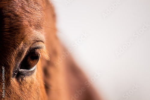 eye of a horse