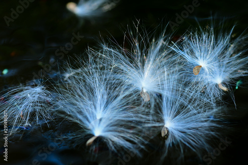 Closeup and Selective Focus White grass flowers on a black background for background Texture.