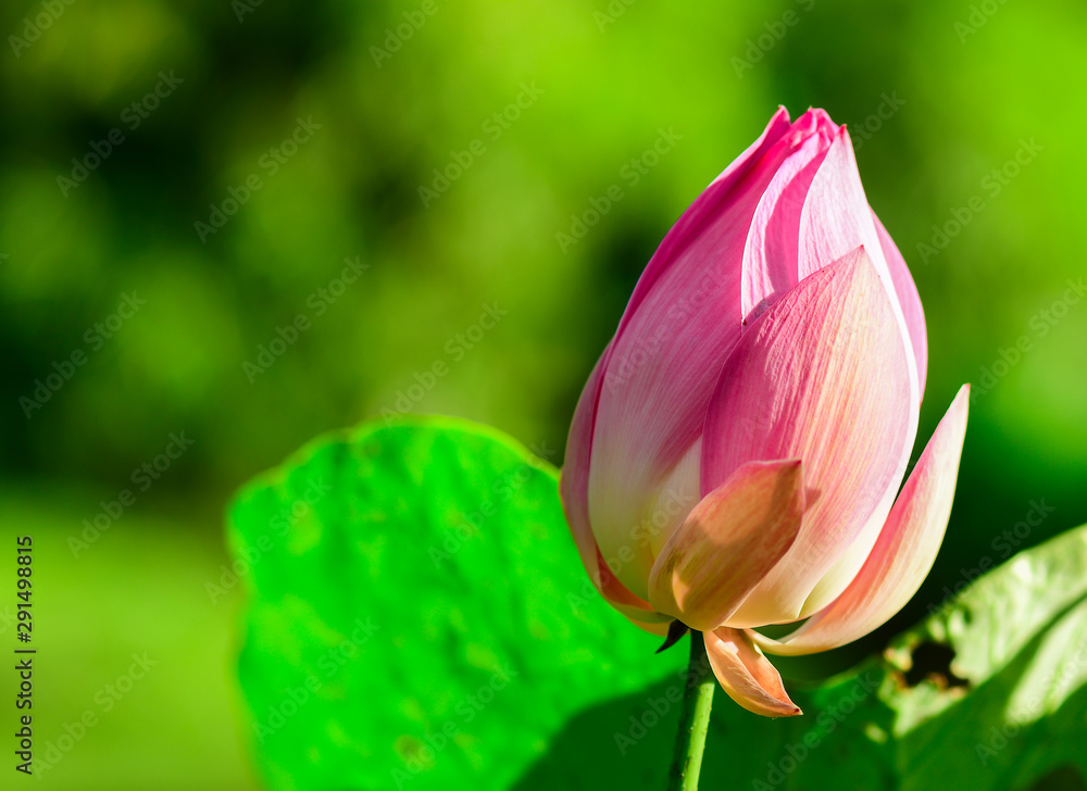 Pink lotus and green lotus leaf Is a flower used in Buddhist rituals. Pink lotus and green lotus leaf Is a flower used in Buddhist rituals.