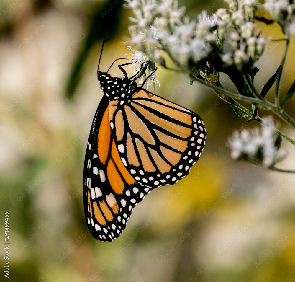 Fototapeta premium monarch butterfly on flower
