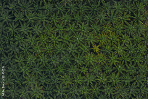 Aerial photo of sustainable palm oil tree farm 