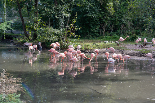 river with lots of pink flamingos