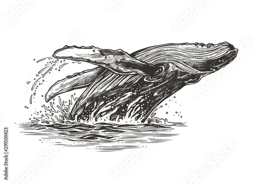 Jumping in the ocean humpback whale. Beautiful vector sketch illustration