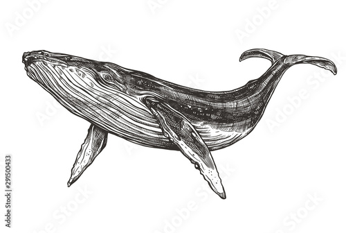 Vector hand drawn illustration of humpback whale. Sketch detailed engraving style