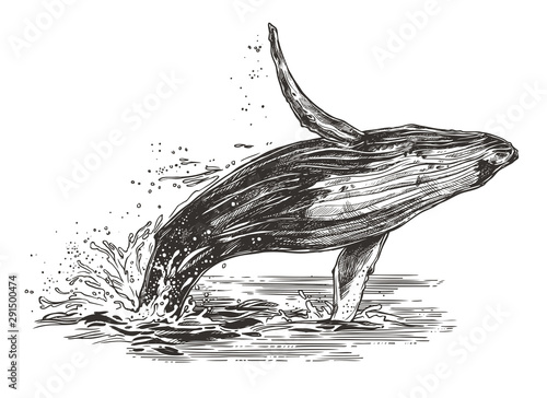 Vector illustration of jumping humpback whale in the ocean. Sketch style