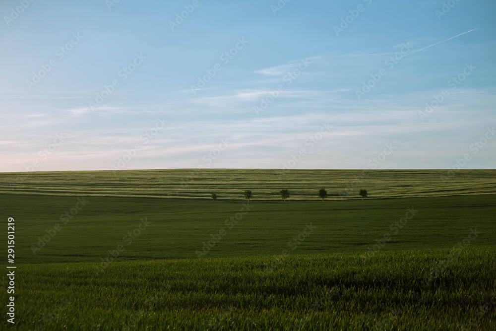 green field and blue sky