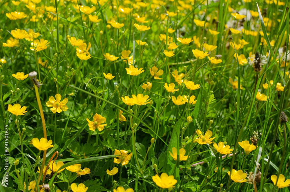 Fototapeta premium Buttercup flowers as a background